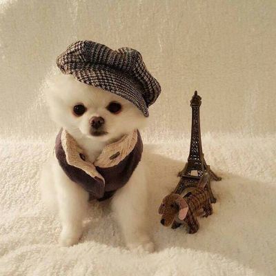 狗狗情侣头像一左一右个性 狗狗情侣头像一左一右高清头像