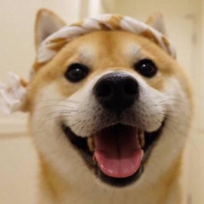 狗狗情侣头像一左一右个性 狗狗情侣头像一左一右高清头像