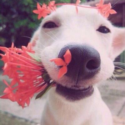 狗狗情侣头像一左一右个性 狗狗情侣头像一左一右高清头像