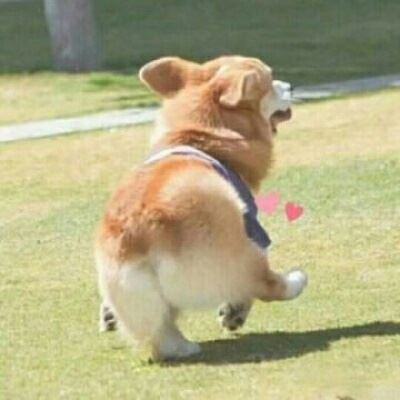 狗狗情侣头像一左一右个性 狗狗情侣头像一左一右高清头像