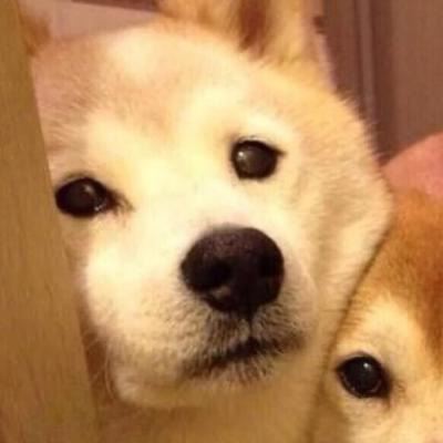 狗狗情侣头像一左一右个性 狗狗情侣头像一左一右高清头像
