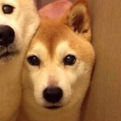 狗狗情侣头像一左一右个性 狗狗情侣头像一左一右高清头像