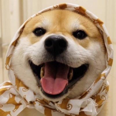狗狗情侣头像一左一右个性 狗狗情侣头像一左一右高清头像