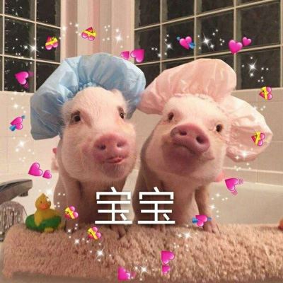 抖音情侣头像一左一右 卡通 猪的情侣头像萌的微信头像