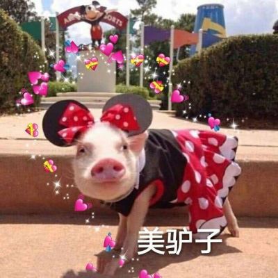 抖音情侣头像一左一右 卡通 猪的情侣头像萌的微信头像