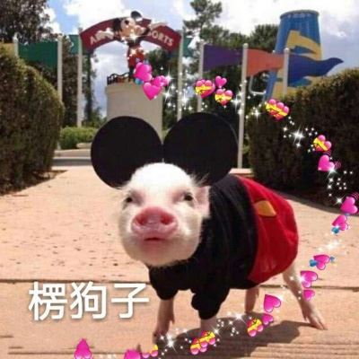 抖音情侣头像一左一右 卡通 猪的情侣头像萌的微信头像