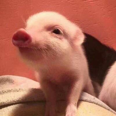 抖音情侣头像一左一右 卡通 猪的情侣头像萌的微信头像