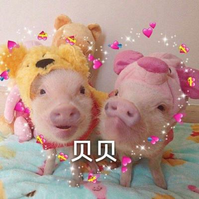 抖音情侣头像一左一右 卡通 猪的情侣头像萌的微信头像