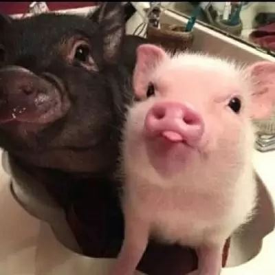 猪头头像情侣头像图片