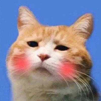 猫猫头像 情侣个性 一左一右 一猫一狗的情侣头像