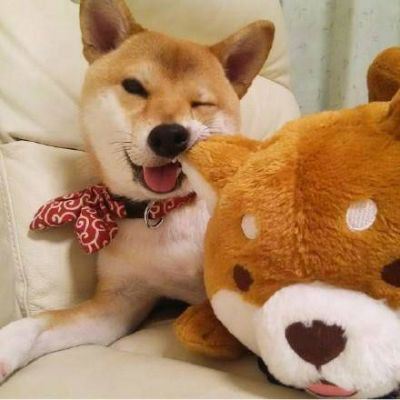 猫猫头像 情侣个性 一左一右 一猫一狗的情侣头像