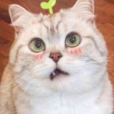 萌系情侣头像一左一右萌哒的情侣头像一对 宠物情侣头像一左一右