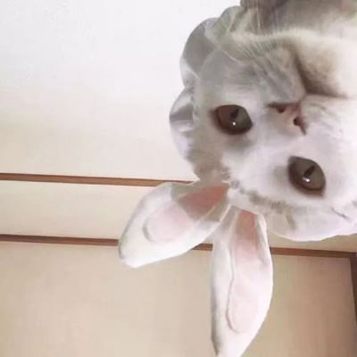 萌系情侣头像一左一右萌哒的情侣头像一对 宠物情侣头像一左一右