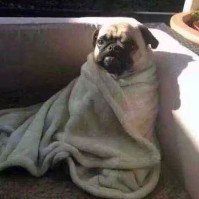 萌系情侣头像一左一右萌哒的情侣头像一对 宠物情侣头像一左一右