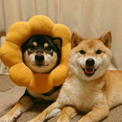 萌系情侣头像一左一右萌哒的情侣头像一对 宠物情侣头像一左一右