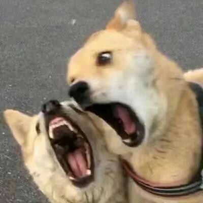 萌系情侣头像一左一右萌哒的情侣头像一对 宠物情侣头像一左一右