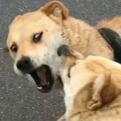 萌系情侣头像一左一右萌哒的情侣头像一对 宠物情侣头像一左一右