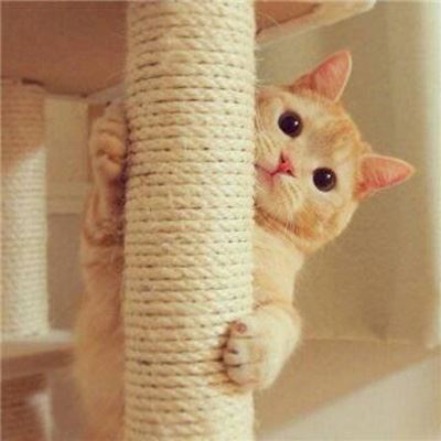 个性动物情侣头像一对两张 情侣头像动物一对两张 分开 唯美