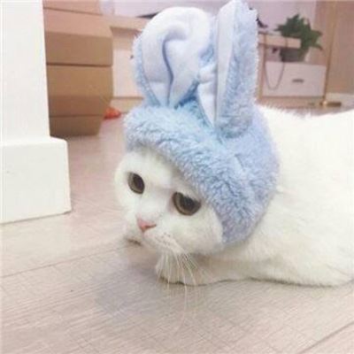 个性动物情侣头像一对两张 情侣头像动物一对两张 分开 唯美