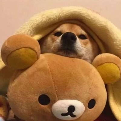柴犬的情头 哈士奇的情头
