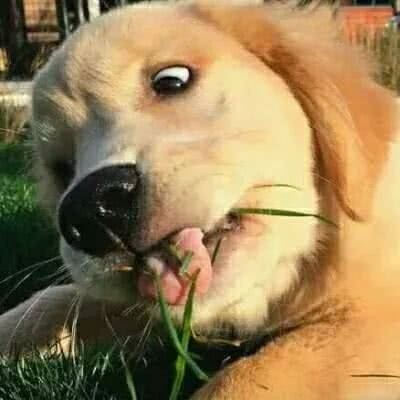 柴犬的情头 哈士奇的情头