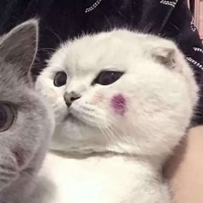 柴犬的情头 哈士奇的情头