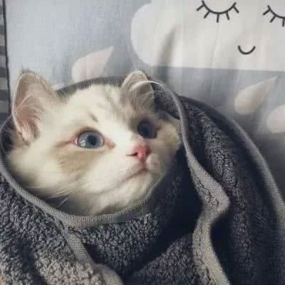 柴犬的情头 哈士奇的情头