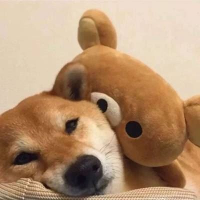 柴犬的情头 哈士奇的情头