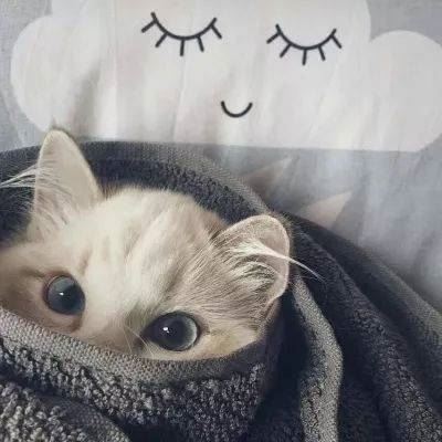 柴犬的情头 哈士奇的情头