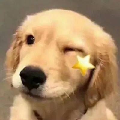 柴犬的情头 哈士奇的情头