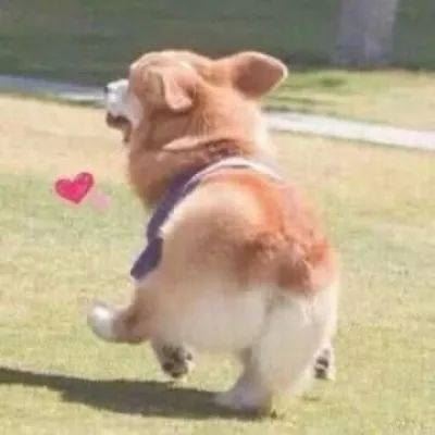 柴犬的情头 哈士奇的情头