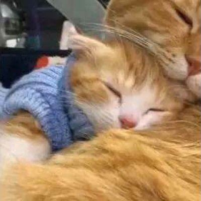 猫狗情侣头像一对两张 猫情头像情侣双人两张高清