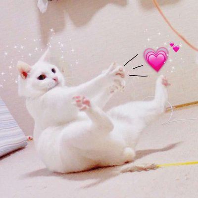 猫狗情侣头像一对两张 猫情头像情侣双人两张高清