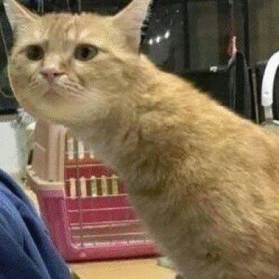 猫狗情侣头像一对两张 猫情头像情侣双人两张高清