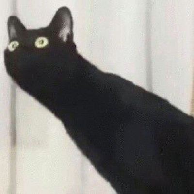 猫狗情侣头像一对两张 猫情头像情侣双人两张高清