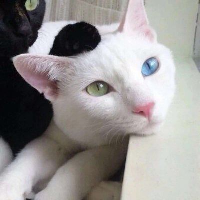 猫狗情侣头像一对两张 猫情头像情侣双人两张高清