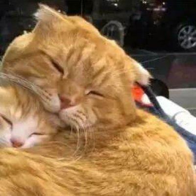 猫狗情侣头像一对两张 猫情头像情侣双人两张高清
