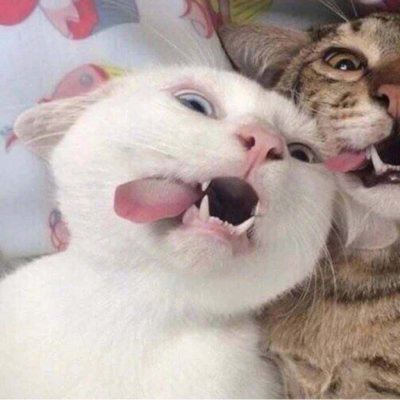 猫狗情侣头像一对两张 猫情头像情侣双人两张高清