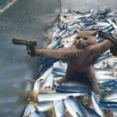 猫狗情侣头像一对两张 猫情头像情侣双人两张高清