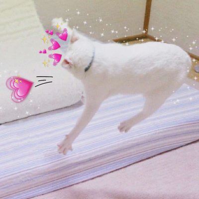 猫狗情侣头像一对两张 猫情头像情侣双人两张高清