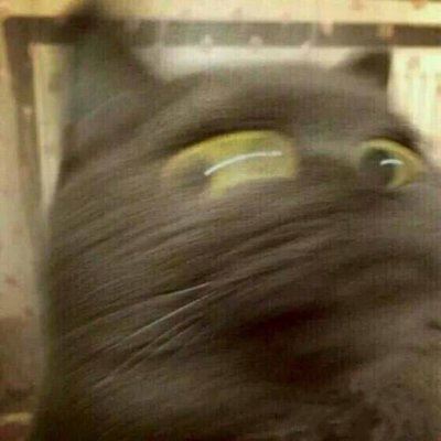 猫狗情侣头像一对两张 猫情头像情侣双人两张高清