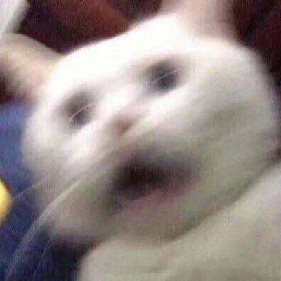 猫狗情侣头像一对两张 猫情头像情侣双人两张高清