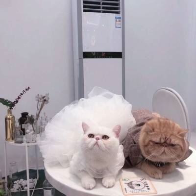 猫2个情侣头像一左一右高清 猫咪情侣头像一对两张 配对