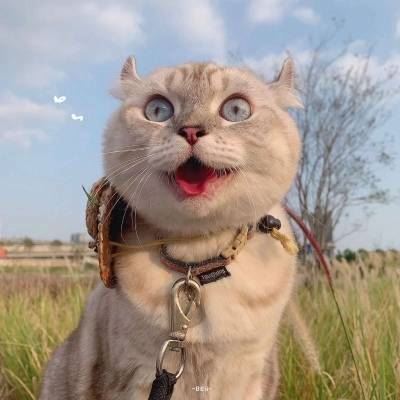 猫2个情侣头像一左一右高清 猫咪情侣头像一对两张 配对
