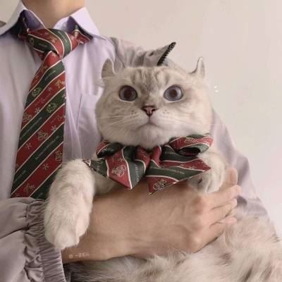 猫2个情侣头像一左一右高清 猫咪情侣头像一对两张 配对