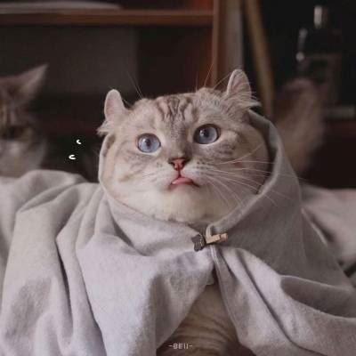 猫2个情侣头像一左一右高清 猫咪情侣头像一对两张 配对