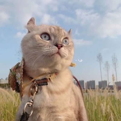 猫2个情侣头像一左一右高清 猫咪情侣头像一对两张 配对