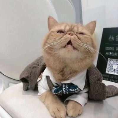猫2个情侣头像一左一右高清 猫咪情侣头像一对两张 配对