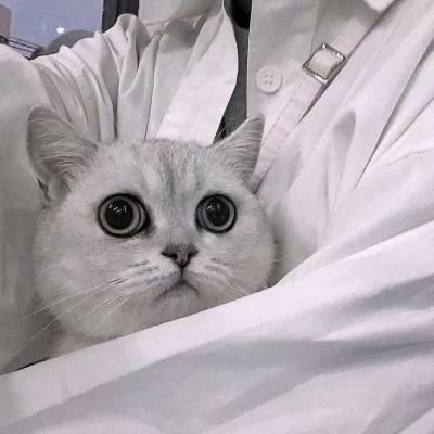 猫2个情侣头像一左一右高清 猫咪情侣头像一对两张 配对
