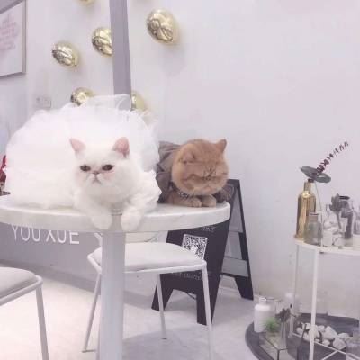 猫2个情侣头像一左一右高清 猫咪情侣头像一对两张 配对